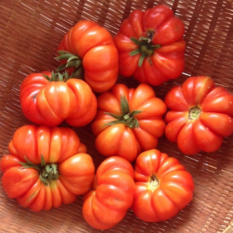 Se viene la 19° Fiesta del tomate platense