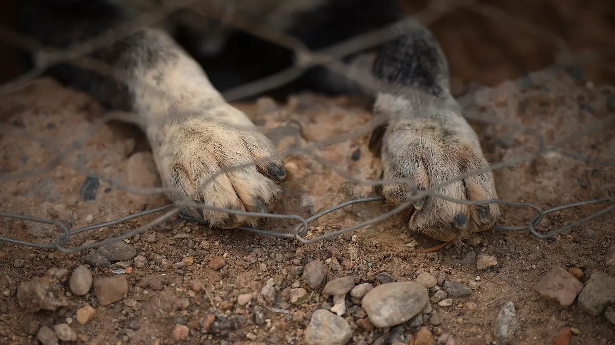 Conocé el refugio para “perros viejos” en Mendoza