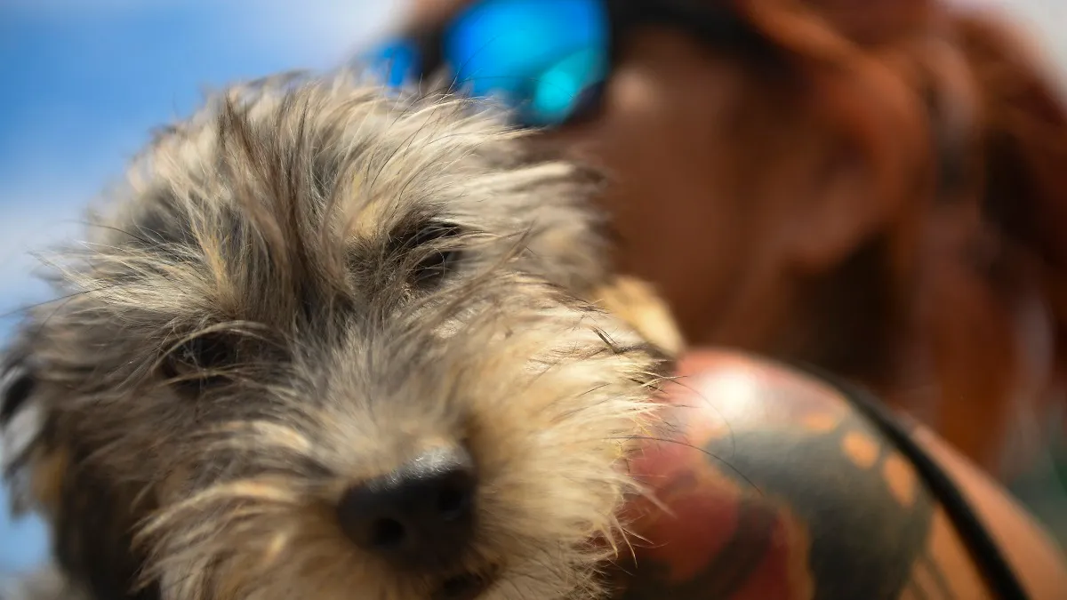 Conocé el refugio para “perros viejos” en Mendoza