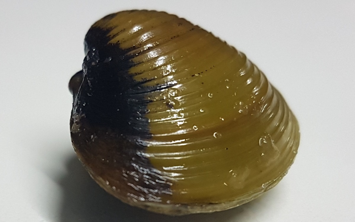 Científicos del CENPAT estudian la especie invasora Corbicula fluminea para monitorear la contaminación por metales y microplásticos en el río Chubut.