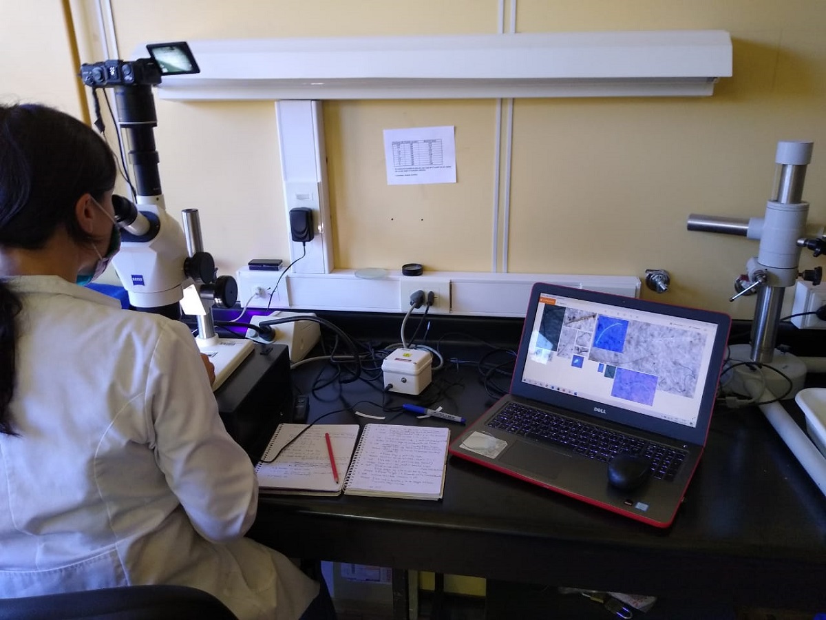 Científicos del CENPAT estudian la especie invasora Corbicula fluminea para monitorear la contaminación por metales y microplásticos en el río Chubut.