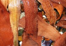 Dictarán un curso de curtido de pieles de pescado en Rawson