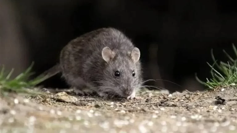 Protocolo de desratización en oficinas de Cholila y Lago Puelo tras detección de heces de roedores