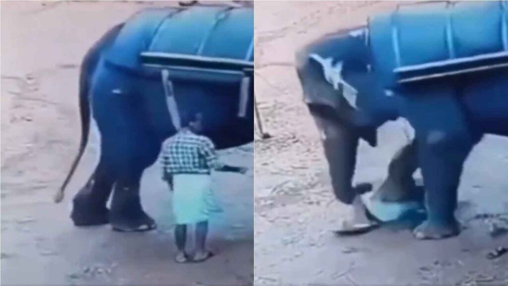 Elefante India, muerte entrenador safaris, incidente Kerala Farm, adiestramiento animales, riesgos trabajo mahout