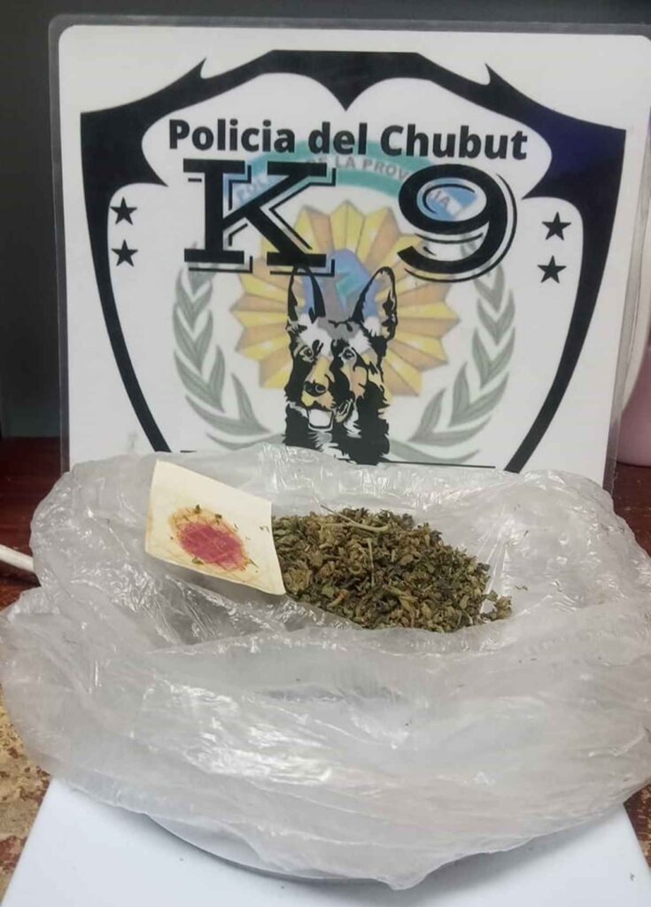 incautación de drogas, terminal de ómnibus Esquel, control antinarcóticos, can Dará, Cannabis Sativa, prevención de drogas, Justicia Federal, tráfico de estupefacientes, seguridad pública, control de equipaje, División Operativa Antinarcóticos Esquel, operativo de drogas, secuestro de sustancias, detección de estupefacientes, investigación policial