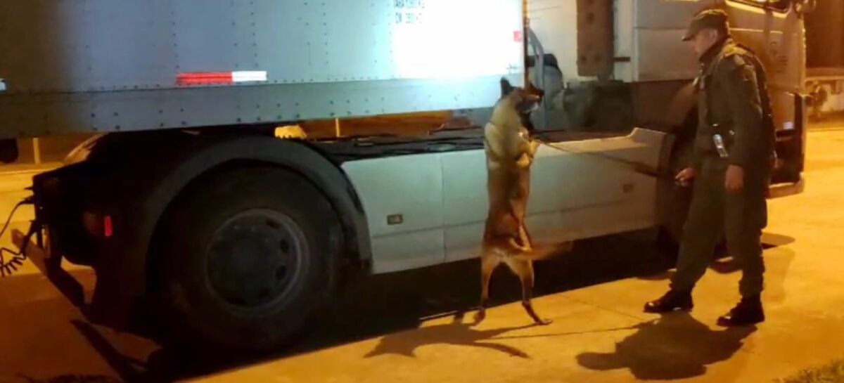 Camión cargado con panes de hamburguesa ocultaba 2 toneladas de marihuana