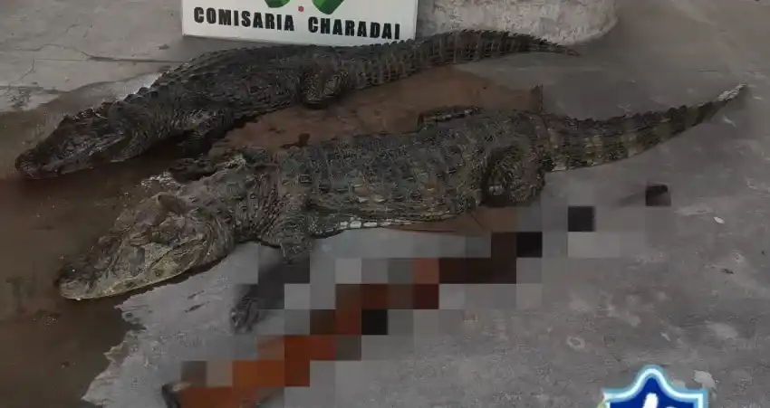 caza furtiva Chaco, yacaré overo, ley de caza Chaco, fauna protegida, operativo policial, sanciones caza ilegal, Dirección de Áreas Protegidas, caza sin permiso, especies protegidas, intervención policial, Ruta Provincial 7, Paraje Horquilla, Charadai, multas caza furtiva, protección de la fauna.