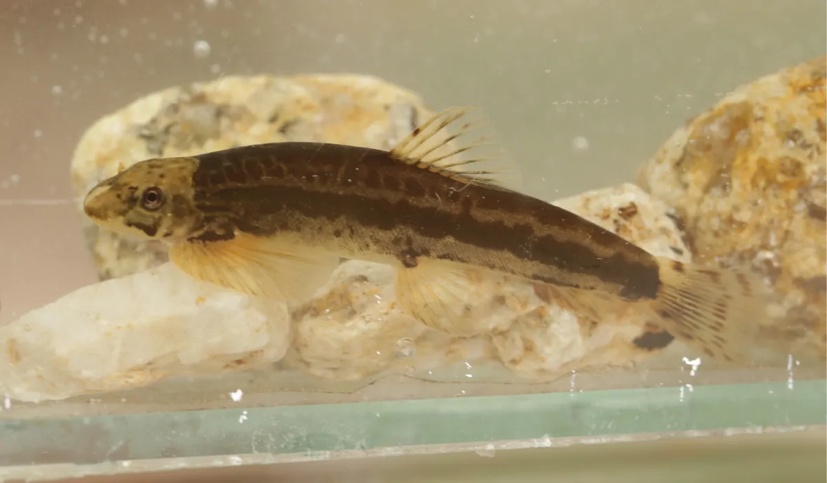 Descubren una nueva especie de pez con características únicas - Radio 3 ...