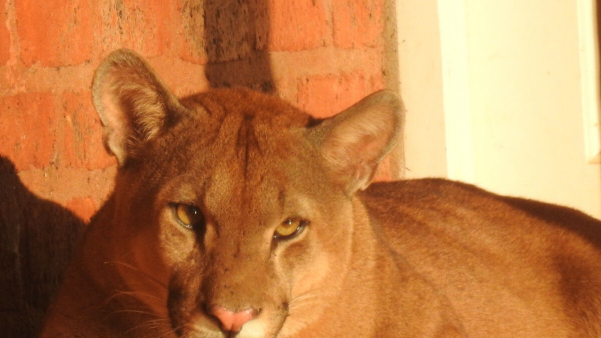 Rescataron a un puma extraviado y herido