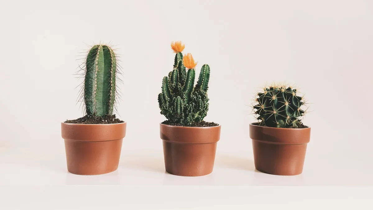 Beneficios y significado de tener un cactus en casa - Radio 3 Cadena  Patagonia