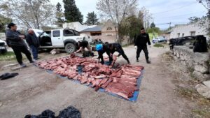 Una camioneta que transportaba carne de guanaco fue interceptada tras una persecución en la Bajada de Perdomo. La carne no contaba con condiciones sanitarias adecuadas y estaba destinada a la comercialización ilegal en Trelew.