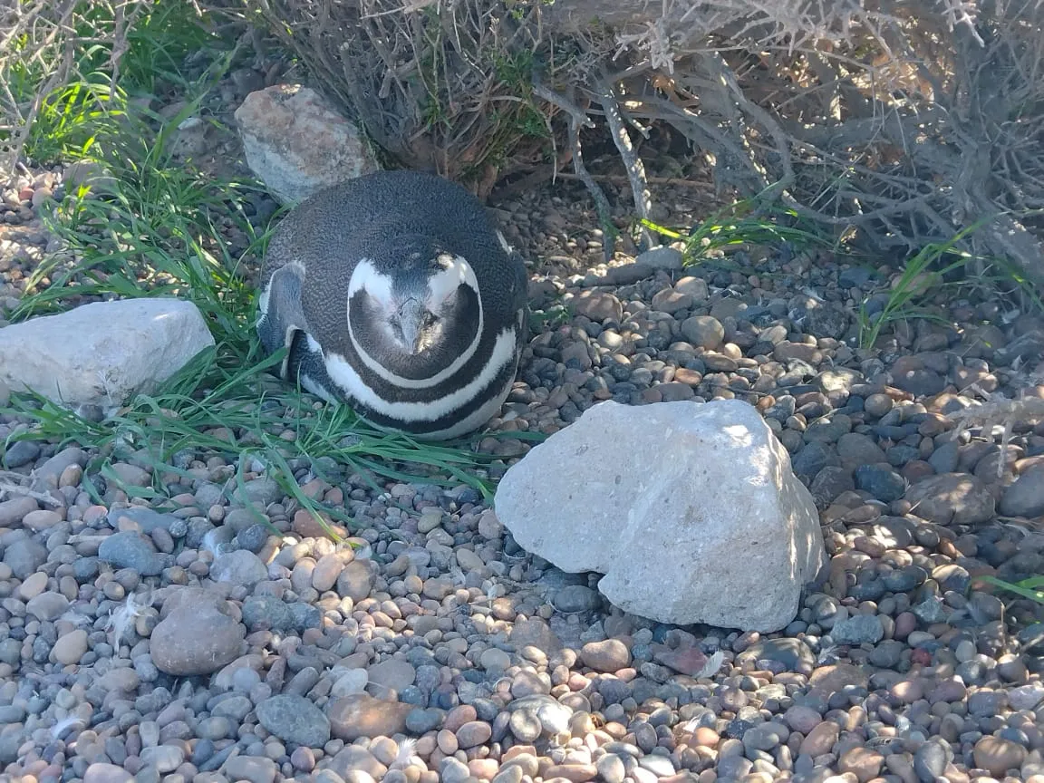 Punta Tombo, pingüinos, temporada de pingüinos, Chubut, turismo en Chubut, guardafauna, Oscar Ferrería, turismo natural, pingüinos de Magallanes, fauna argentina, Argentina, senderismo, reserva natural, turismo internacional, naturaleza, biodiversidad