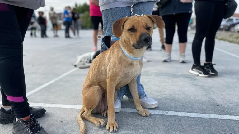 DATO | Se realizará una jornada de castración de mascotas en barrio Tiro Federal