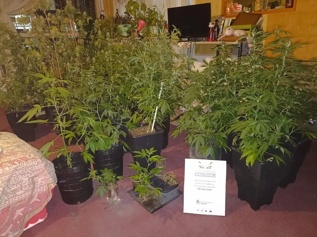 Desmantelan red narcocriminal que operaba en el sur del país