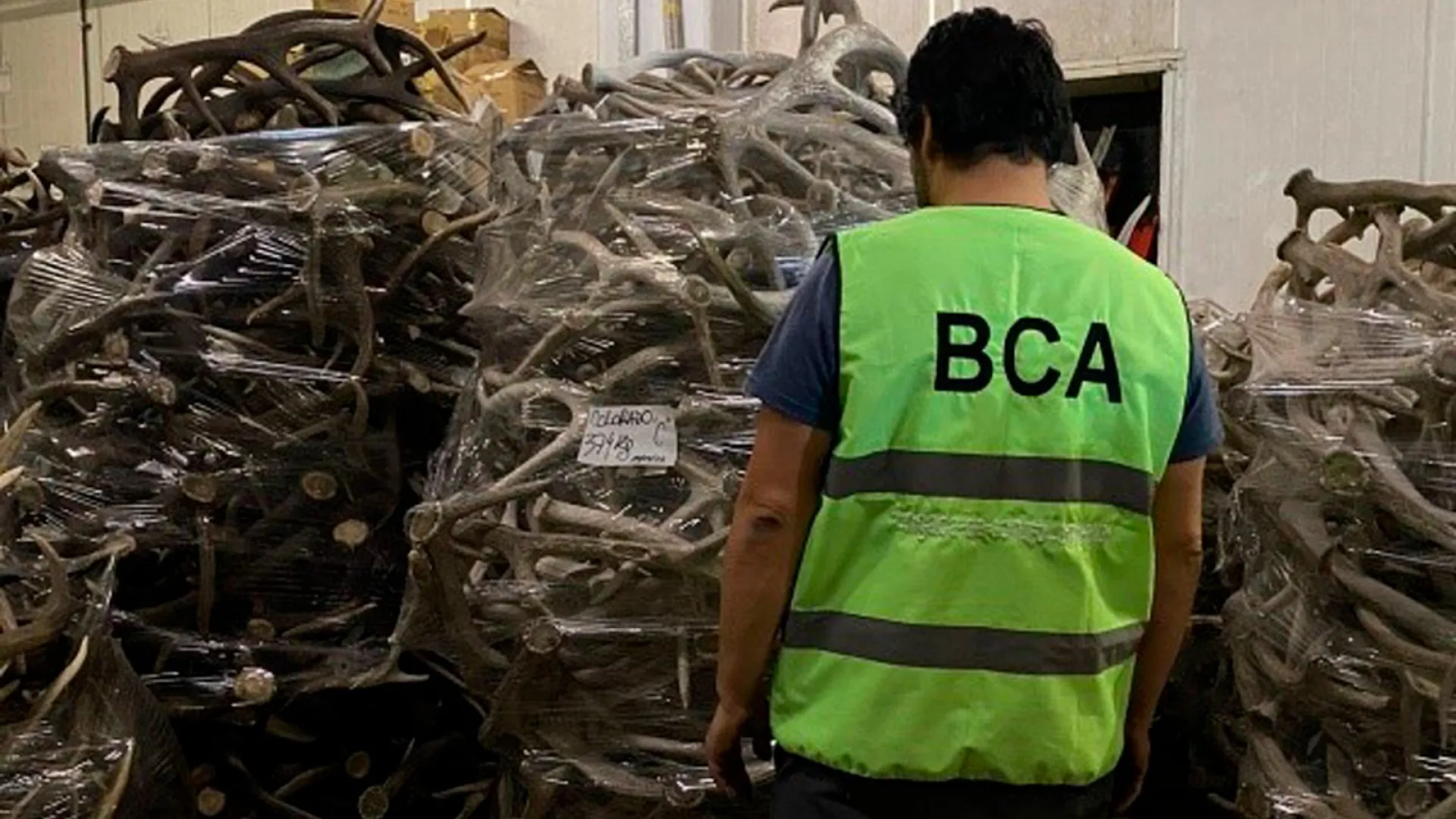 Allanan un depósito y descubren 40 toneladas de astas de ciervo