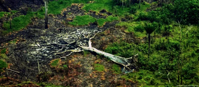 Una de cada tres especies de árboles están en peligro de extinción