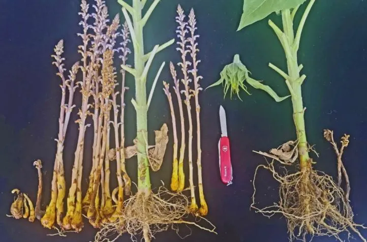 Conocé la planta invasiva para el cultivo de girasol