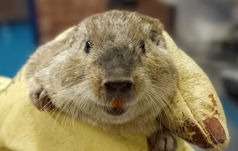 Investigadores encuentran una nueva especie de roedor en Mendoza