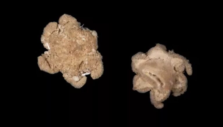 Descubren una especie marina misteriosa a 3.500 metros de profundidad