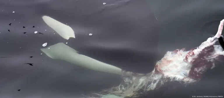 VIDEO INÉDITO | Orcas devoran delfines en la costa de Chile