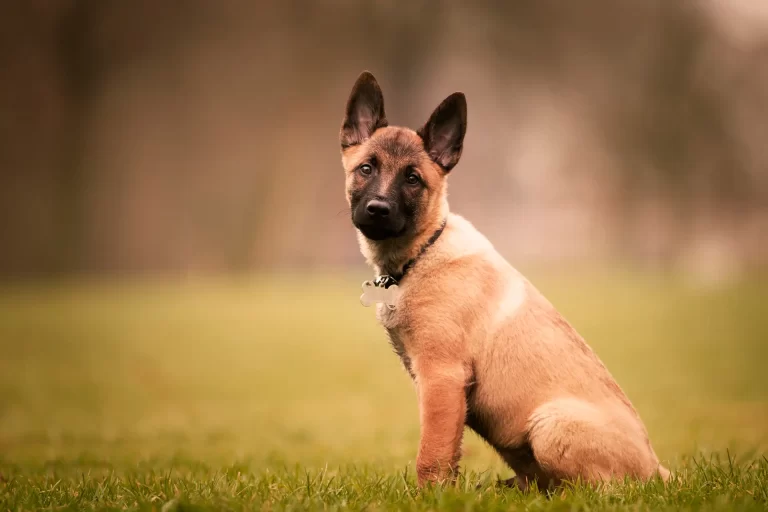 Estudio reveló cuál es la raza de perro más inteligente