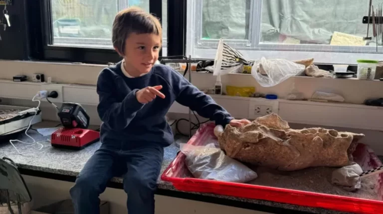 Un niño de cuatro años descubre restos de un perezoso gigante en Mar del Plata