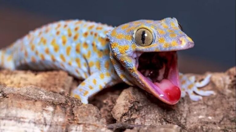 Descubren que el gecko tokay tiene un «sexto sentido»