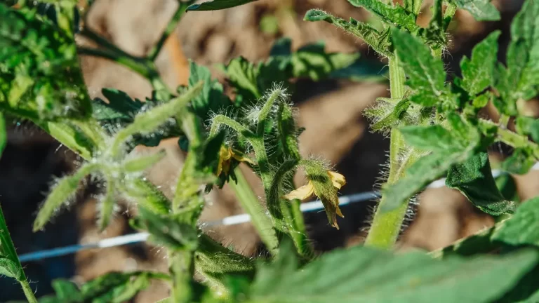 Guía práctica para trasplantar tomates en tu huerta
