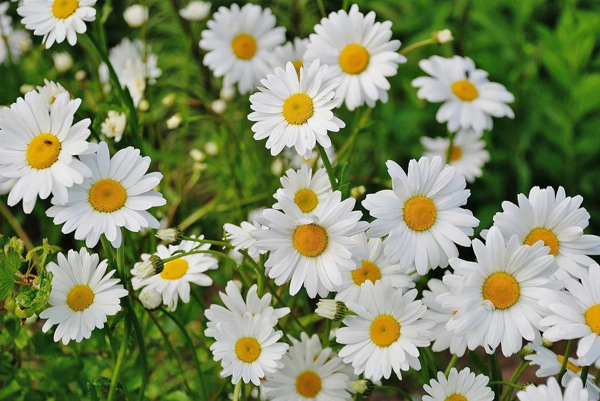 ¿Tu jardín atrae mosquitos? Estas plantas podrían ser la causa