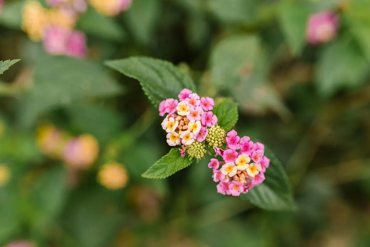 ¿Tu jardín atrae mosquitos? Estas plantas podrían ser la causa
