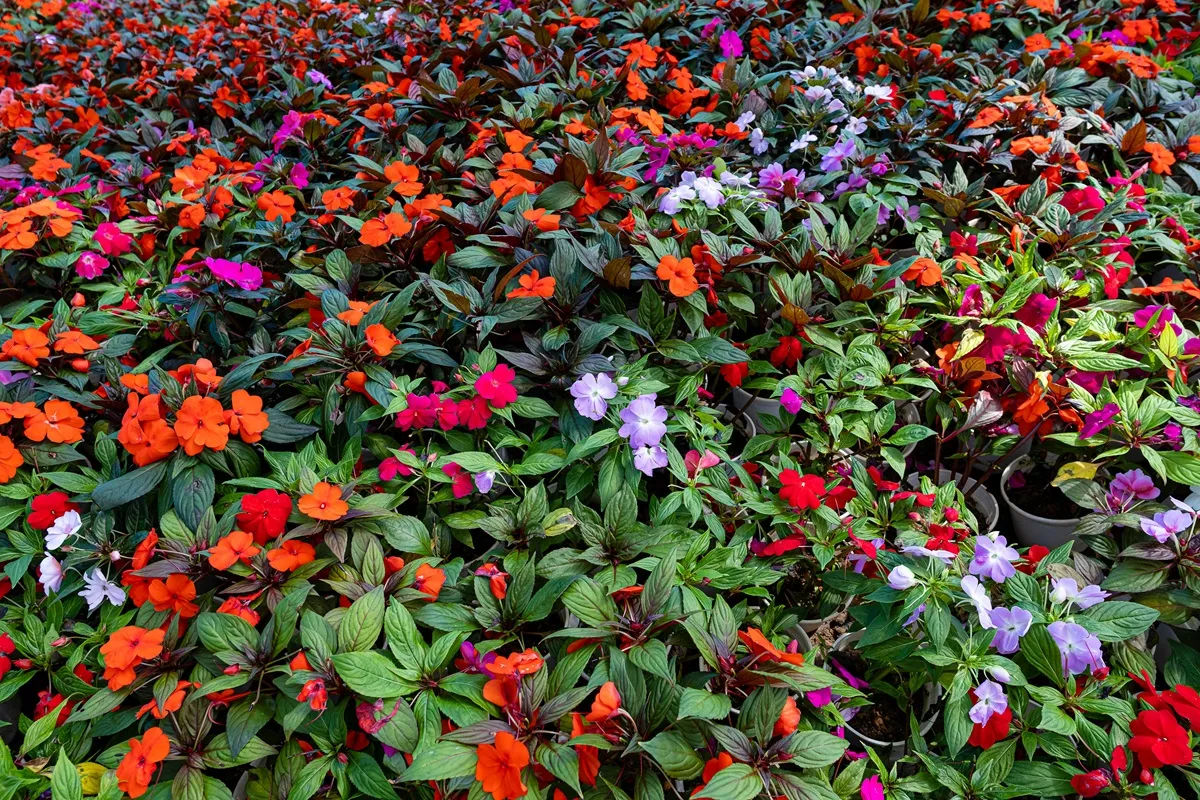 ¿Tu jardín atrae mosquitos? Estas plantas podrían ser la causa