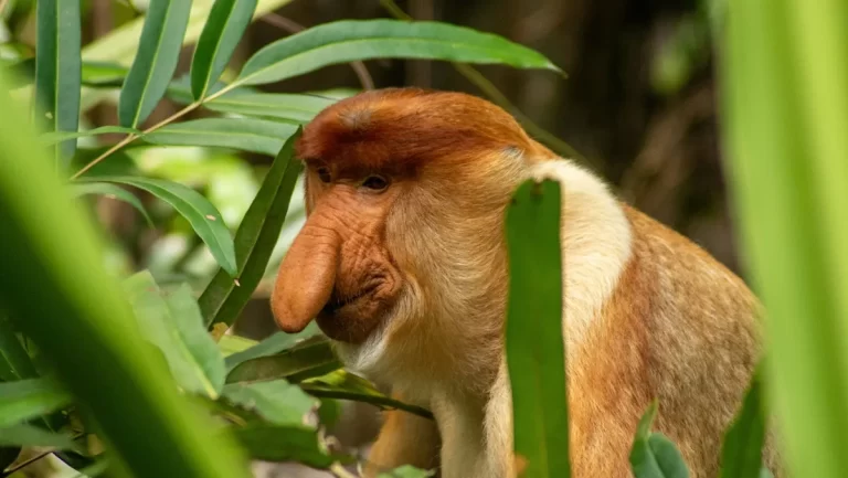 Conocé a este curioso primate de Asia en peligro de extinción