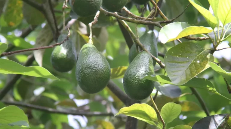 Conocé el tiempo que tarda en dar fruto un árbol de palta
