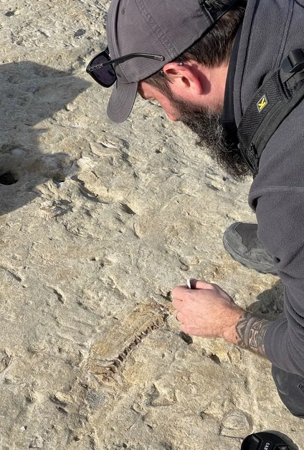 fósil de pez, paleontología, Puerto Pirámides, CENPAT, UNLP, cadena trófica, peces fósiles, ecosistemas marinos, geología patagónica, restinga, fósiles en Chubut, José Cuitiño, Soledad Gouiric Cavalli, teleósteos, perciformes, clima antiguo