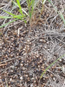 Muerte de abejas en Lago Puelo