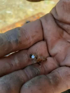 Muerte de abejas en Lago Puelo