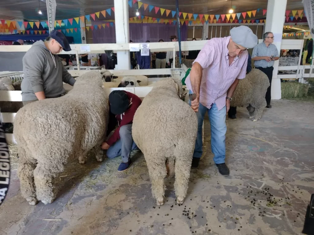 Exposición Ganadera de Trelew, Feria del Carnero a Campo, genética ovina, genética bovina, producción ganadera, Sociedad Rural Valle del Chubut, Pedro Schmoll, Radio 3 Cadena Patagónica, cabañeros de Trelew, desafíos ganaderos, reproductores de alta calidad, mercado ganadero, Patagonia ganadera, encuentro rural, feria agropecuaria.