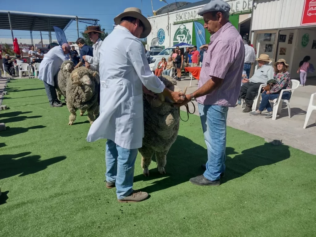 Exposición Ganadera de Trelew, Feria del Carnero a Campo, genética ovina, genética bovina, producción ganadera, Sociedad Rural Valle del Chubut, Pedro Schmoll, Radio 3 Cadena Patagónica, cabañeros de Trelew, desafíos ganaderos, reproductores de alta calidad, mercado ganadero, Patagonia ganadera, encuentro rural, feria agropecuaria.