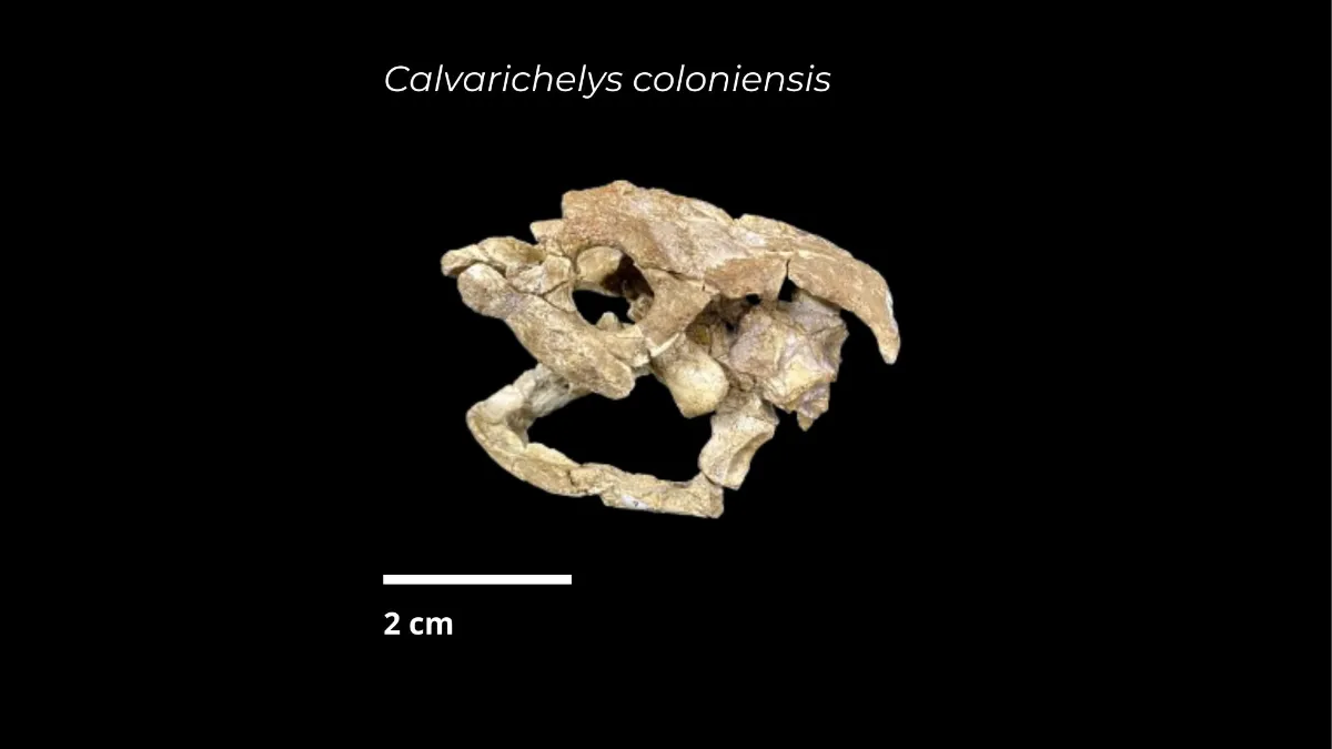 Hallan en Chubut una nueva especie de tortuga de 70 millones de años