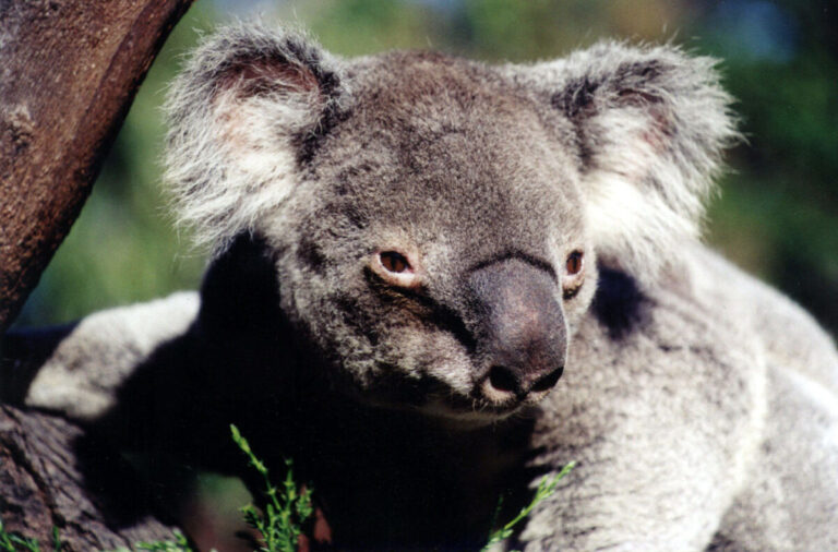 Australia sacrificó a 750 koalas por una “medida humanitaria”