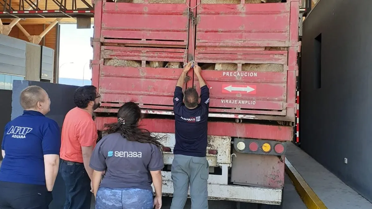 Senasa realizó control sanitario a ovinos que cruzaron por Chubut