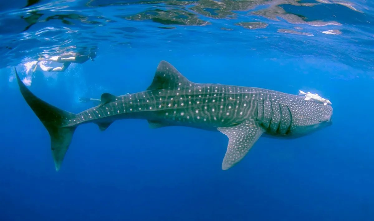 Alertan por el aumento de amenazas al tiburón ballena en el golfo de California