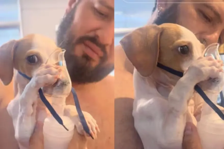 Tunico, perro viral, nebulizador perro, rescate animal, perros callejeros, Brasilia, Aryane Andrade, megaesófago canino, historia de perros, adopción responsable, salud animal, perro con parálisis, video viral perros, cuidado de mascotas, perros famosos redes