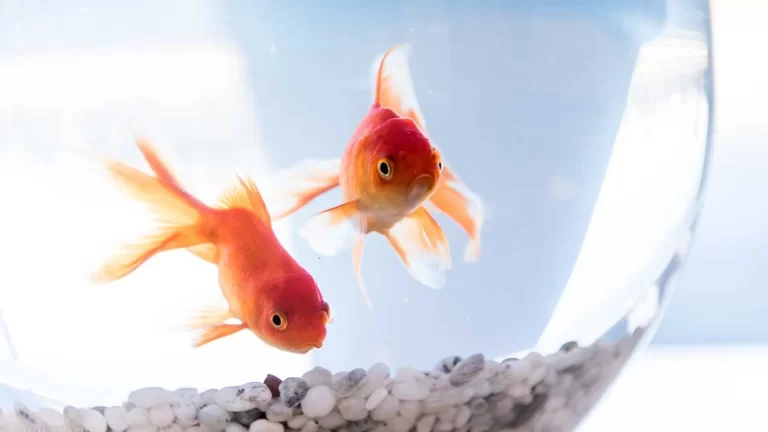 Tener peces como mascotas revela rasgos de tu personalidad