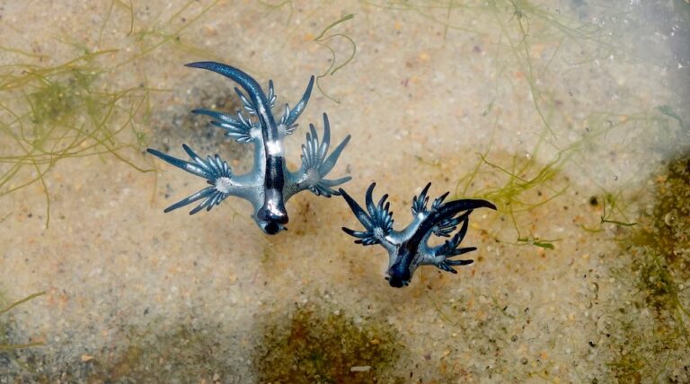 Dragón azul: curiosidades sobre la babosa que obligo a cerrar playas en España