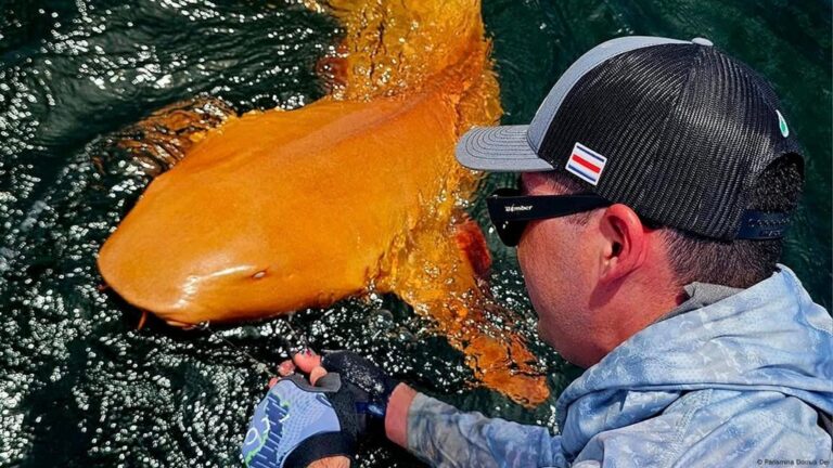 Descubren el primer tiburón nodriza completamente naranja