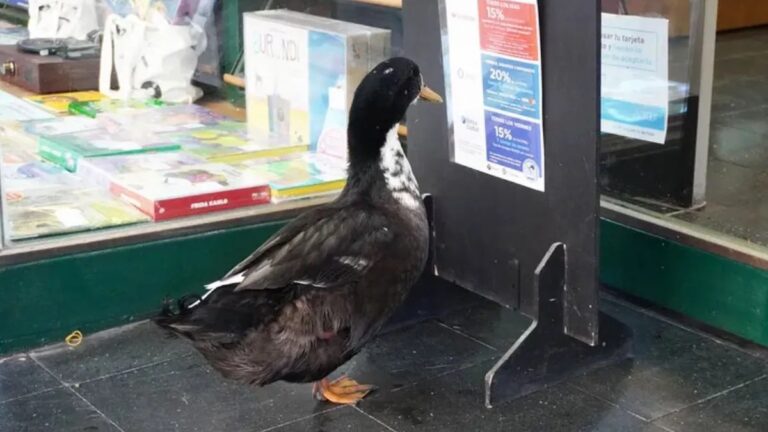 VIDEO | El famoso Pato Juan inspiró un tango en el centro de Mendoza
