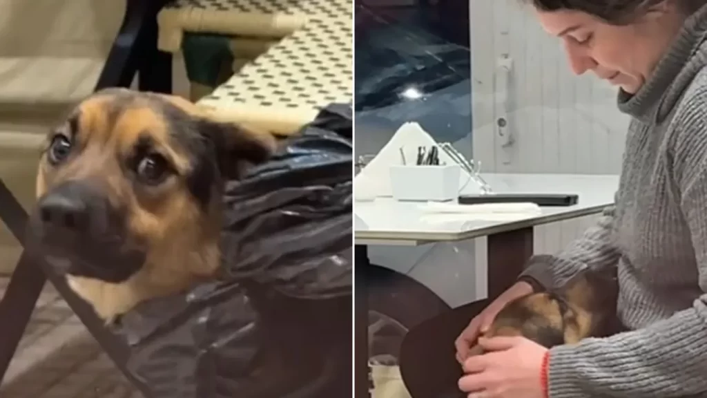 perro callejero, adopción, TikTok, video viral, café, zona oeste, animales, rescate animal, empatía, buenas acciones, mascotas, jóvenes solidarias, viral, historia conmovedora, adopción responsable