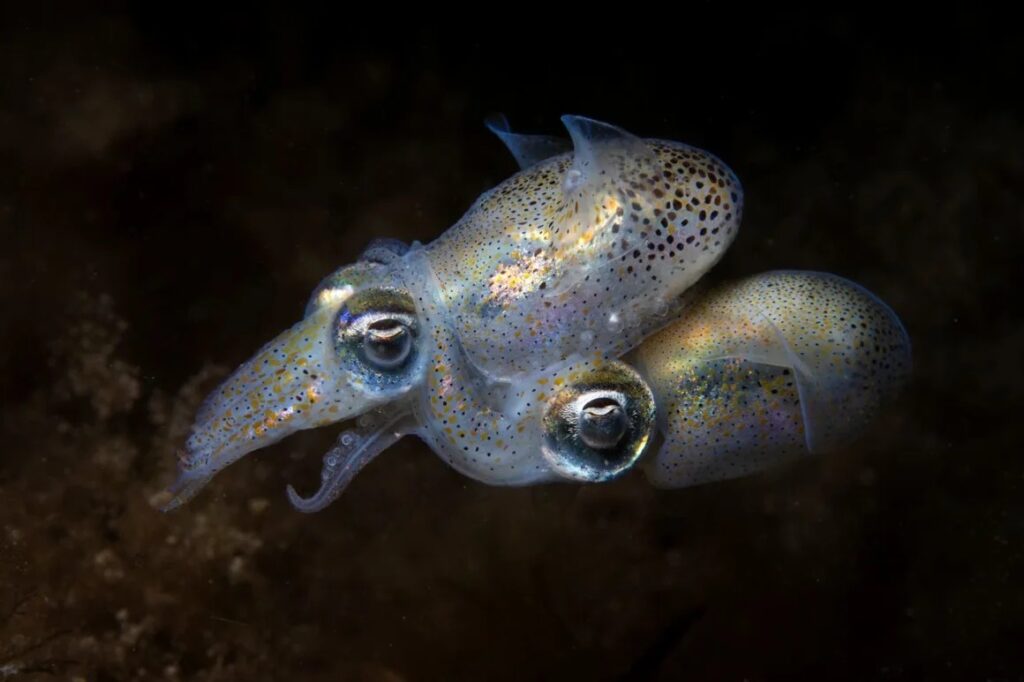 Fotógrafo del Océano, Yury Ivanov, mariquitas del mar, ballena piloto, vida submarina, biodiversidad marina, fotografía oceánica, concurso internacional, conservación del océano, Indonesia, Islas Feroe, gobio pigmeo amarillo, tiburón leopardo, exposición oceánica, Museo Marítimo Nacional Australia