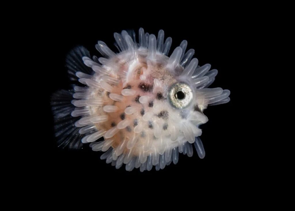 Fotógrafo del Océano, Yury Ivanov, mariquitas del mar, ballena piloto, vida submarina, biodiversidad marina, fotografía oceánica, concurso internacional, conservación del océano, Indonesia, Islas Feroe, gobio pigmeo amarillo, tiburón leopardo, exposición oceánica, Museo Marítimo Nacional Australia